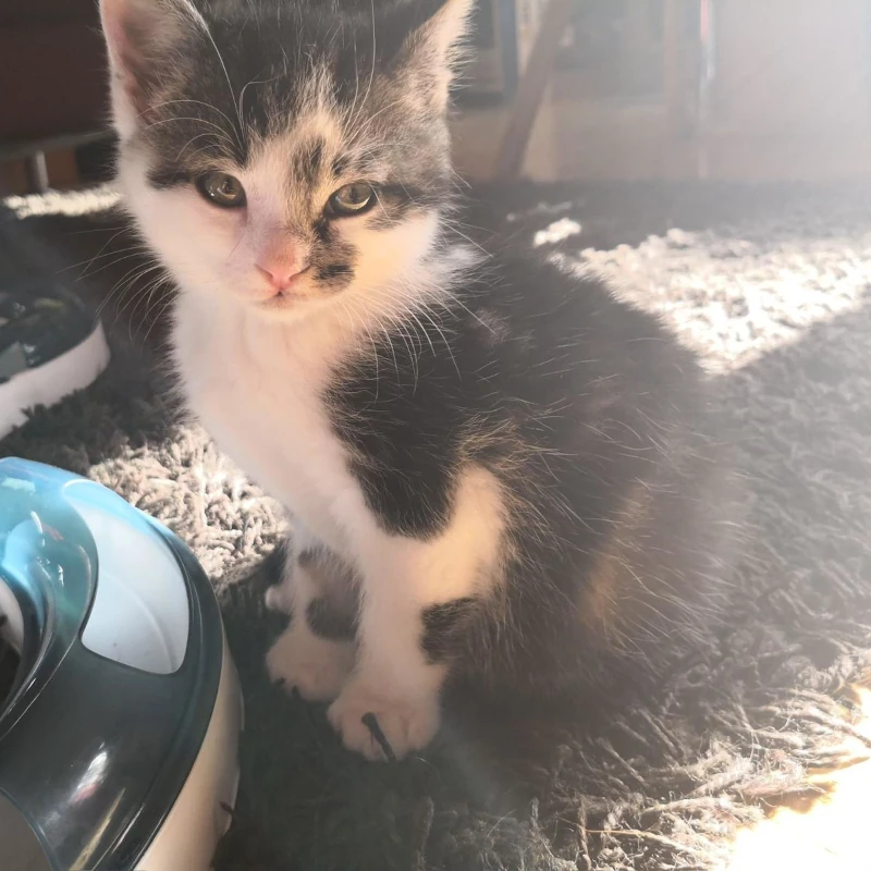 Süße Katze - mobil betreut von Elena Klöck