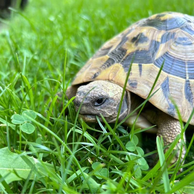 Schildkröte von Elena Klöck - Mobile Tierbetreuung Memmingen