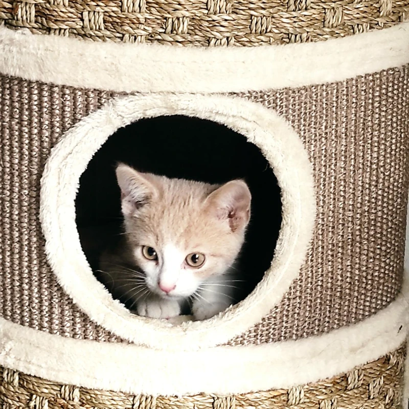 Süßer Kater - mobil betreut von Elena Klöck